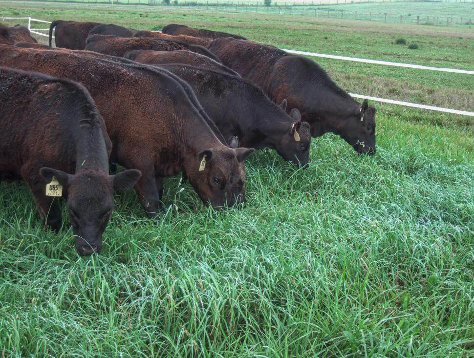 Cows grazing on grass