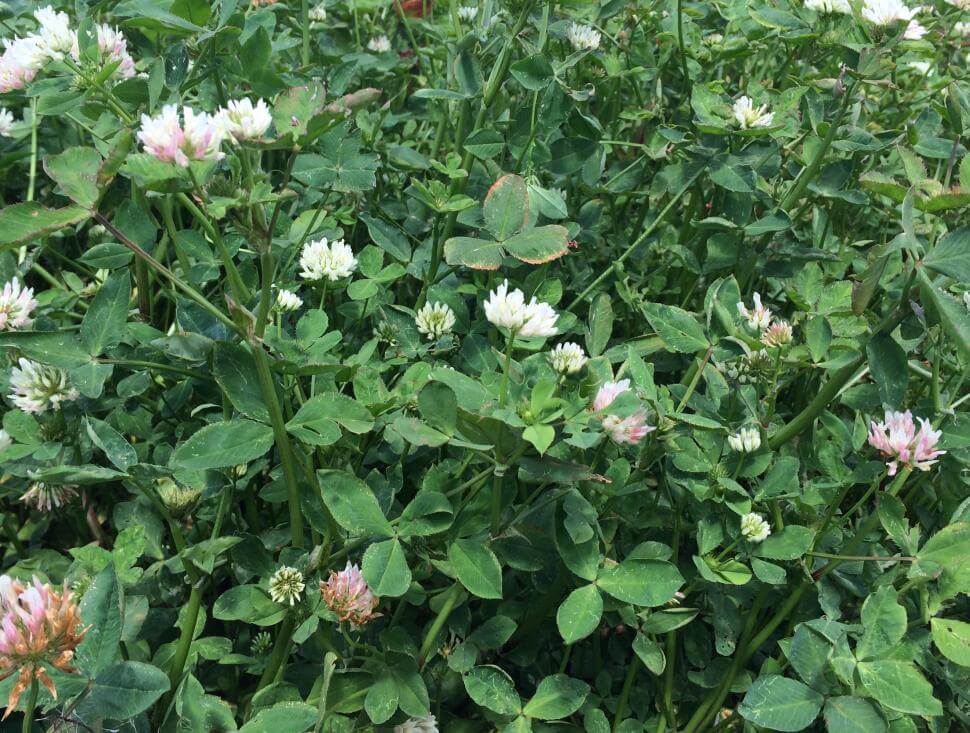 Balansa clover