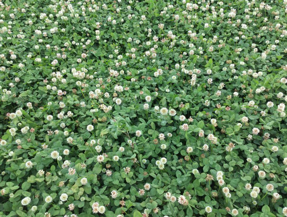 Intermediate clover