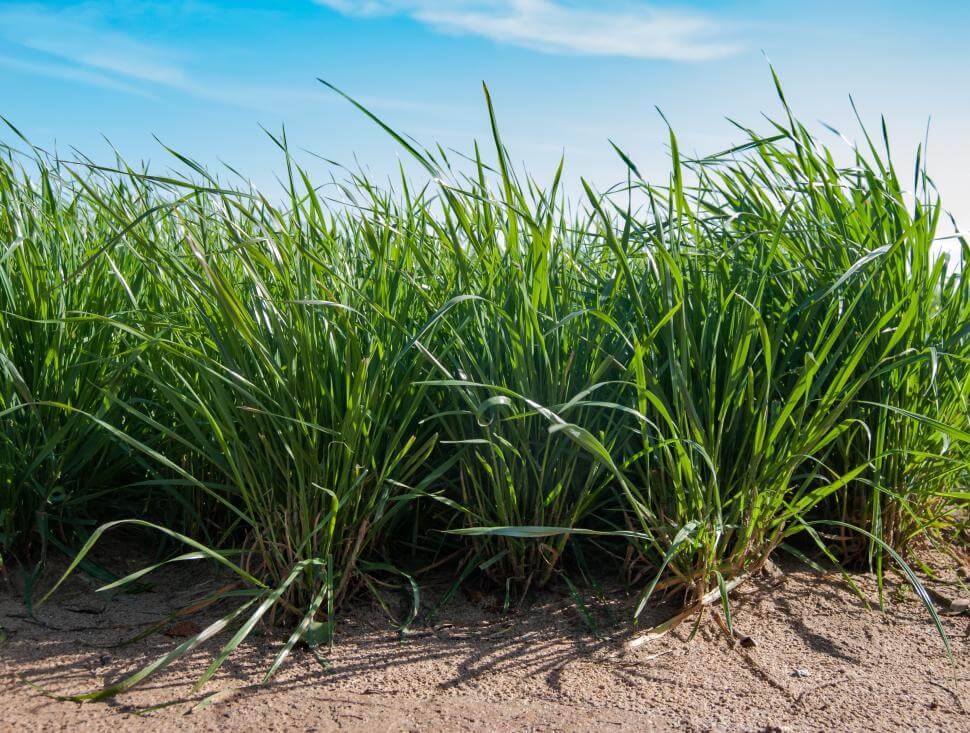 Forage annual ryegrass plants
