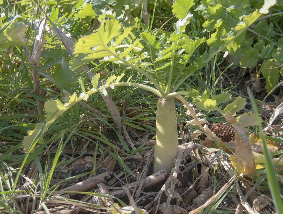 CCS 779 Cover Crop Radish