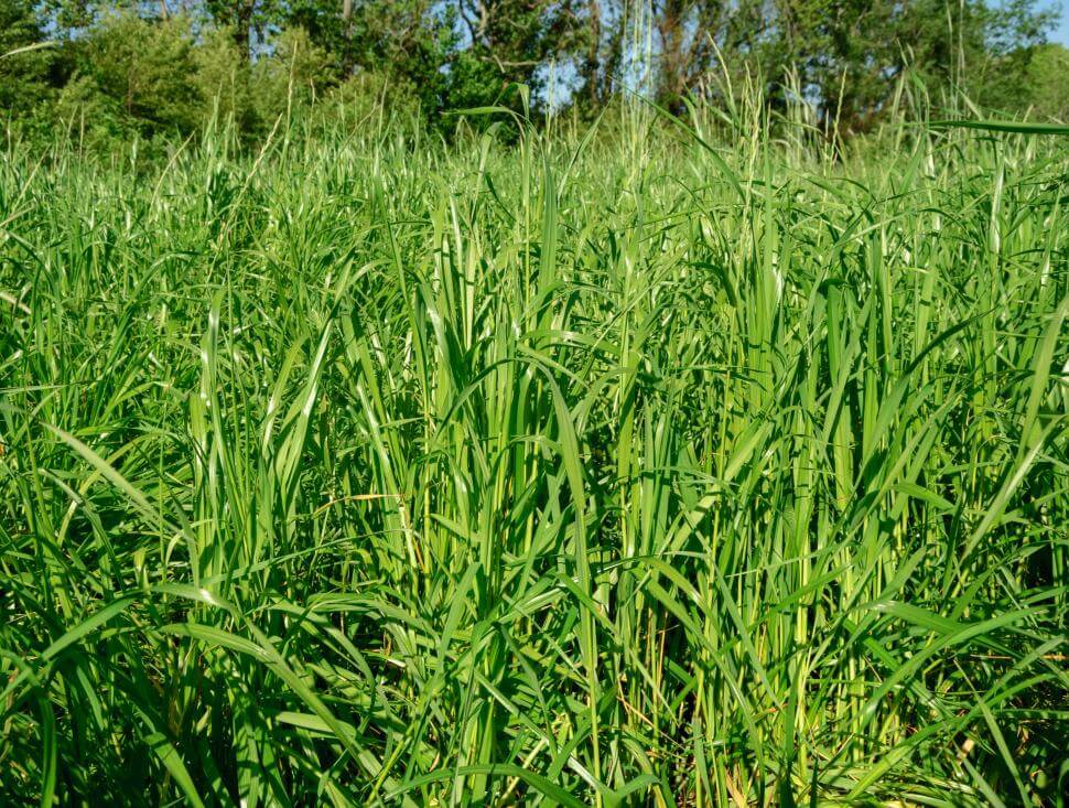 Italian ryegrass plants