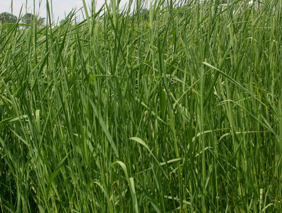 Timothy grass plants
