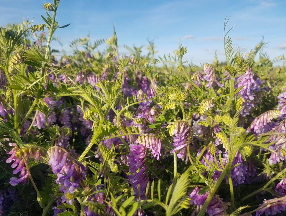 Patagonia Inta hairy vetch plants and flowers in a field
