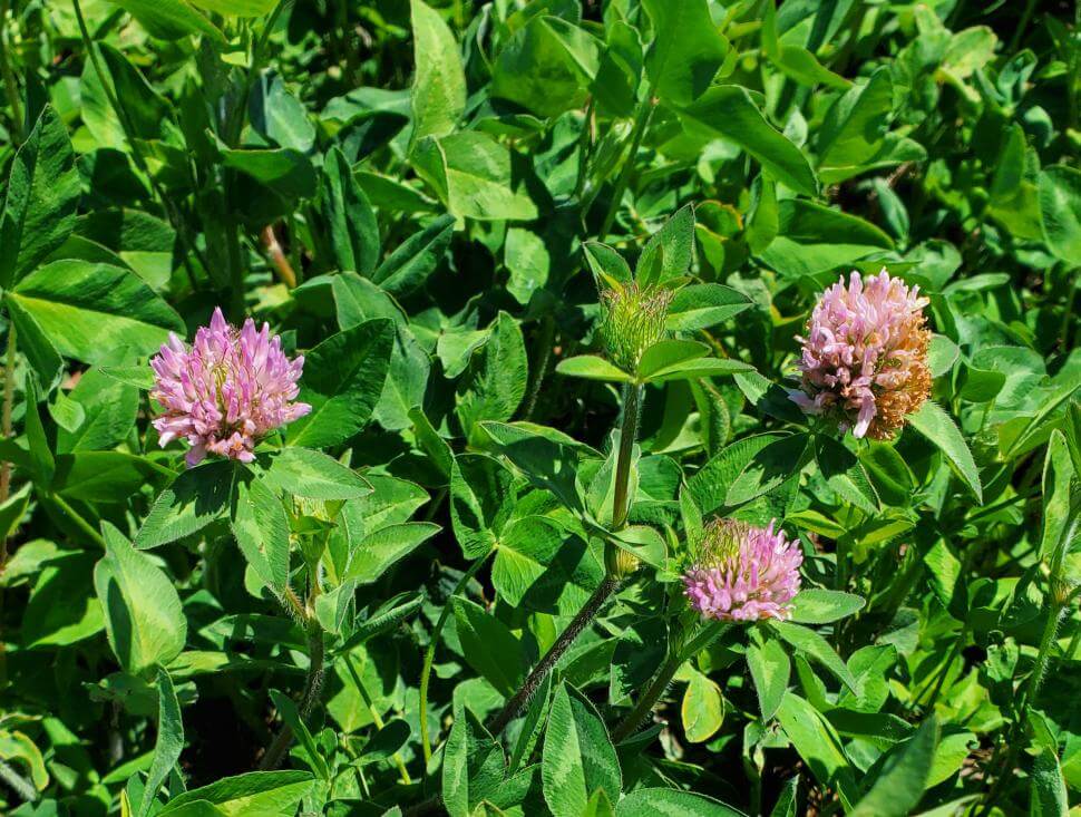 Close up of GA-9908 Medium Red Clover