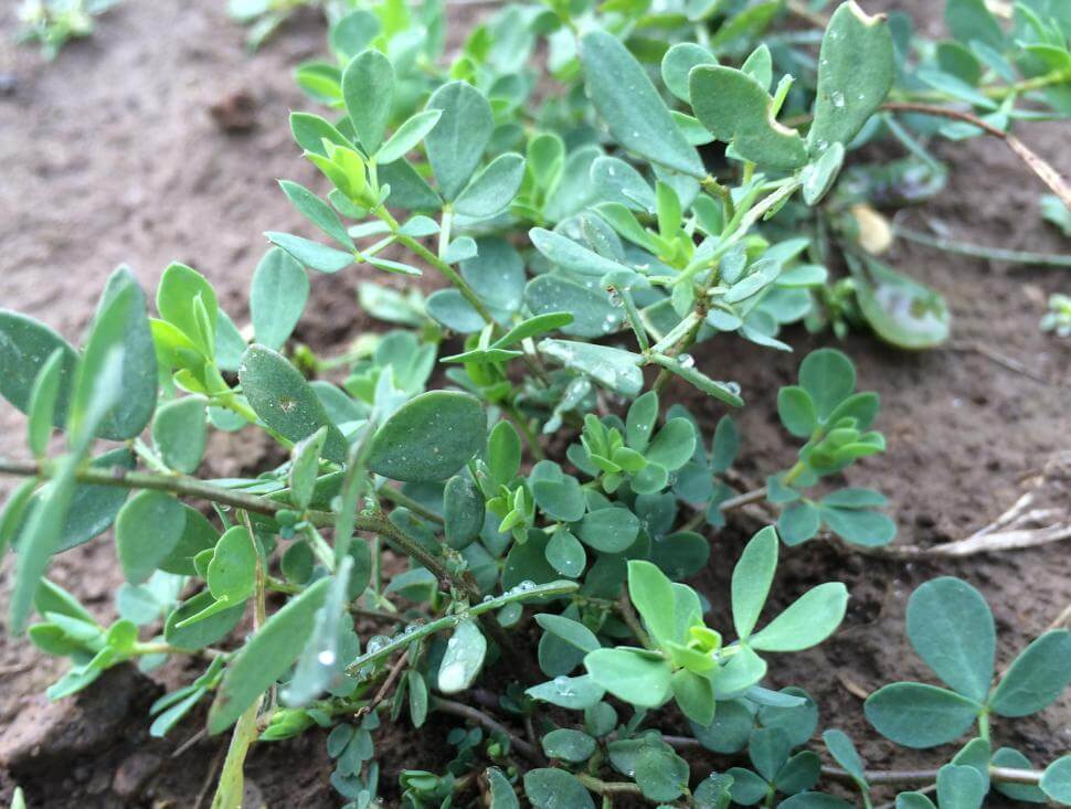 Birdsfoot trefoil plant