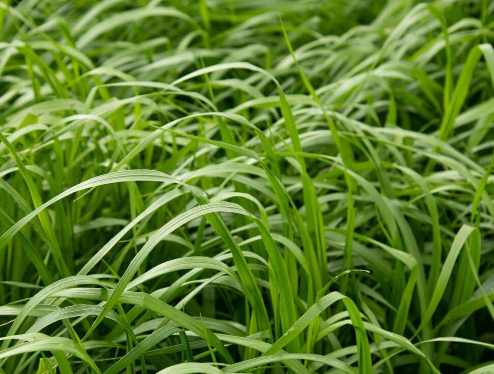 Dexter production field in Oregon | May 2022