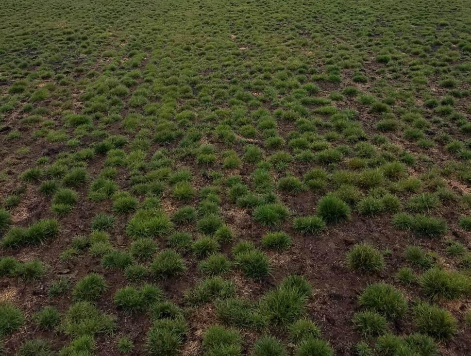 fine fescue grass plants