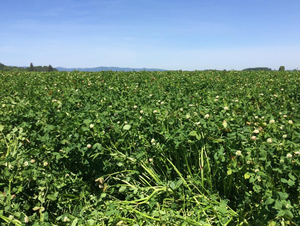 Fixation Clover with lots of biomass