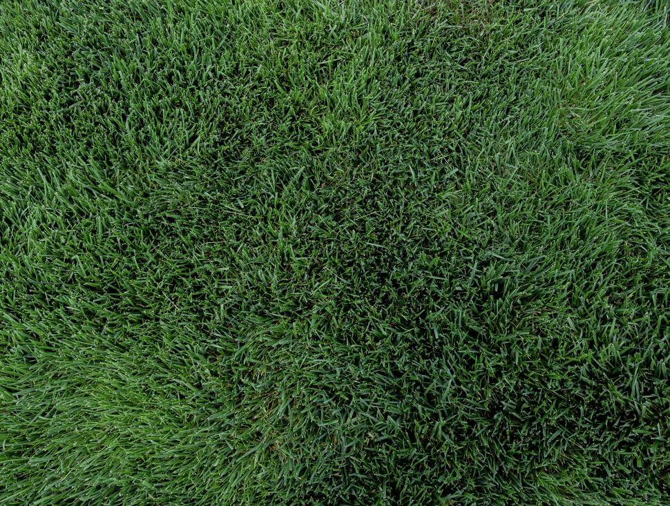 Galactic turf-type tall fescue in NTEP trial at NC State in Raleigh, NC