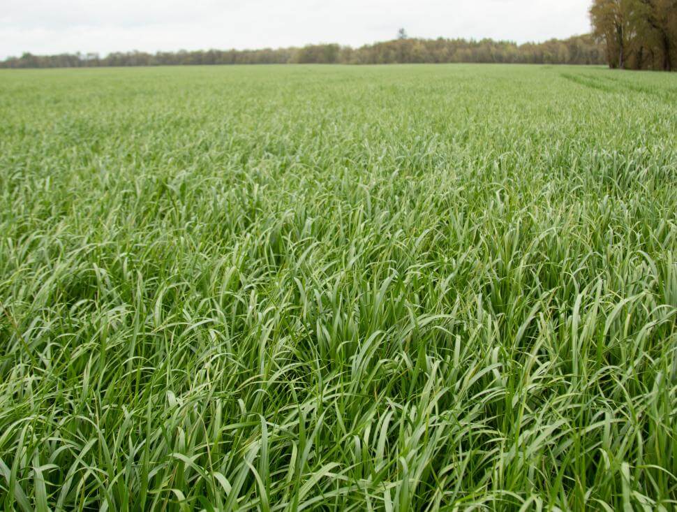 Halsey Intermediate Ryegass