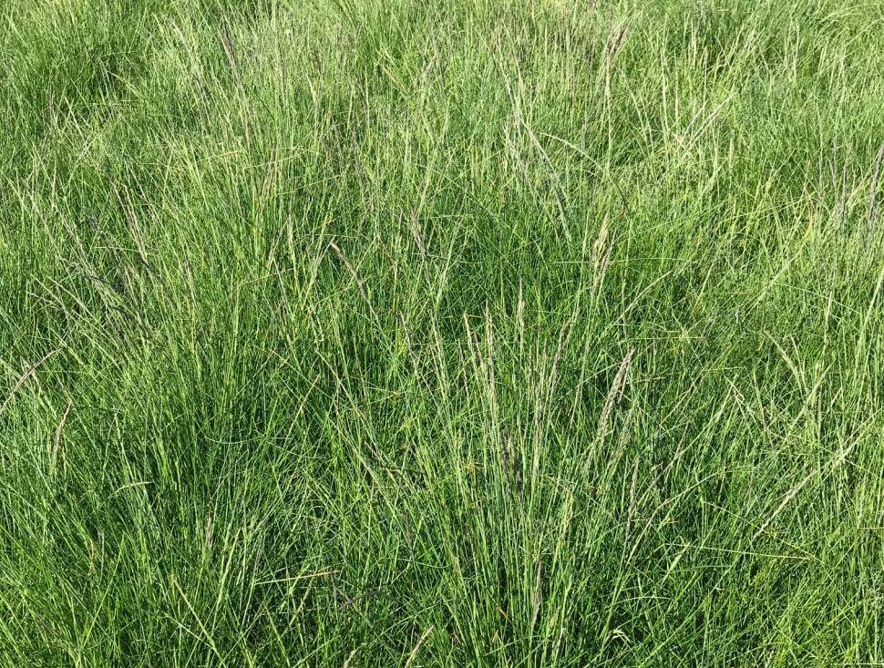 Hard fescue grass plants