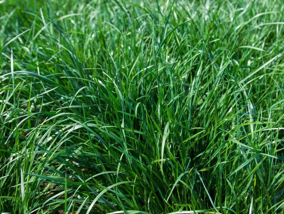 Nexus GT Turf-Type Perennial Ryegrass Production Field