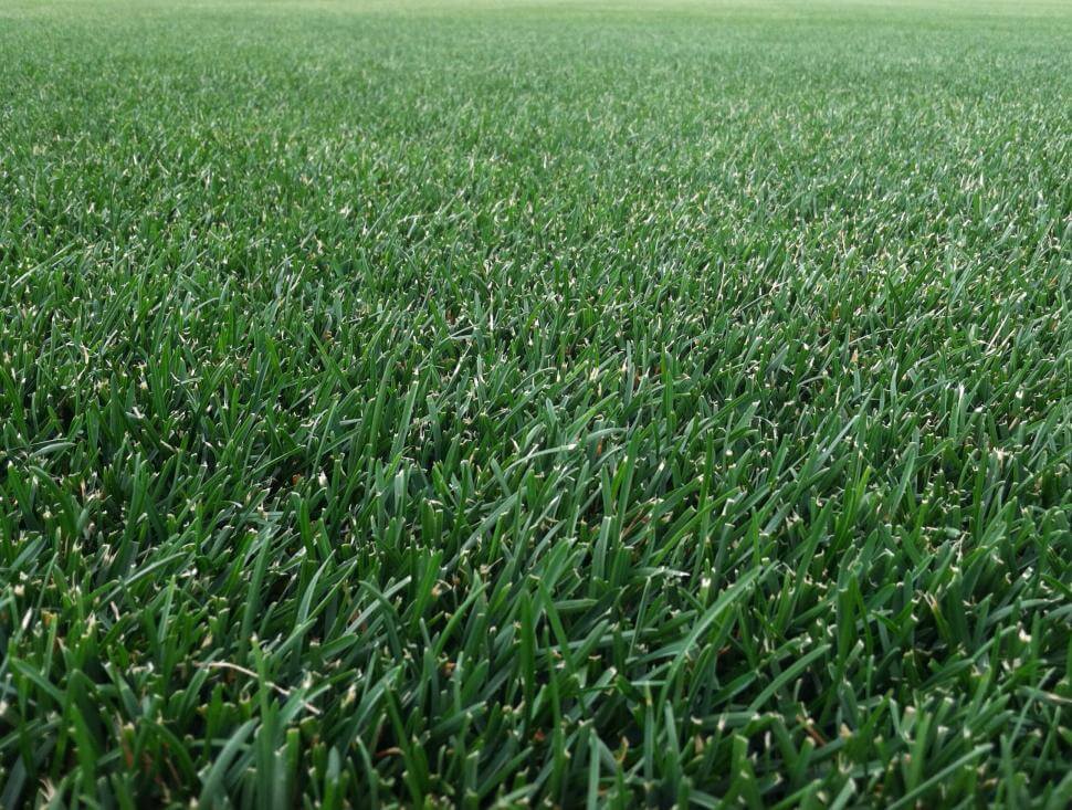 Kentucky Bluegrass in a field