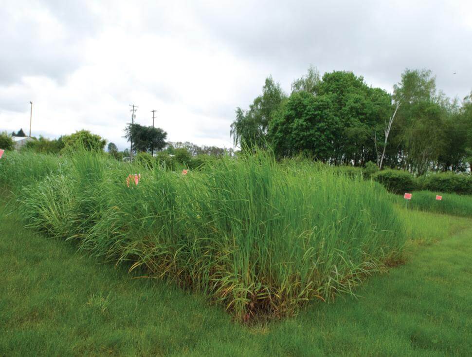 Spring Green festulolium