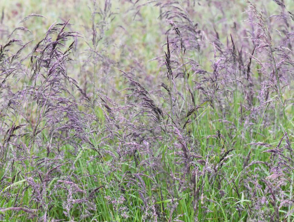 Creeping red fescue grass plants