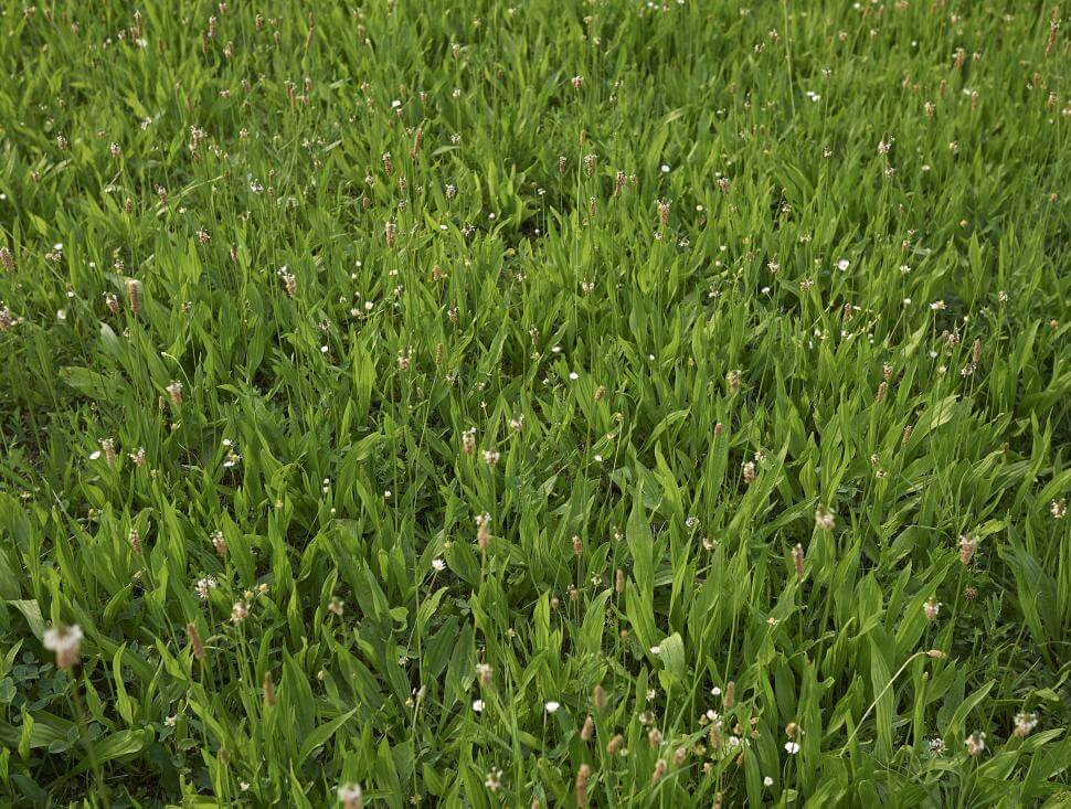 Plantain plants in field