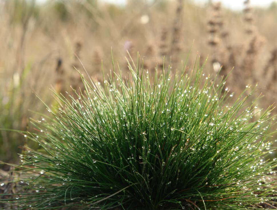 fine fescue grass plant