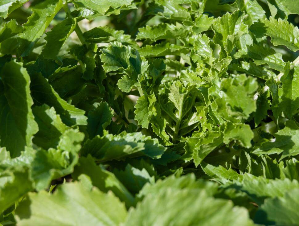 Closeup of CCS 779 leaves