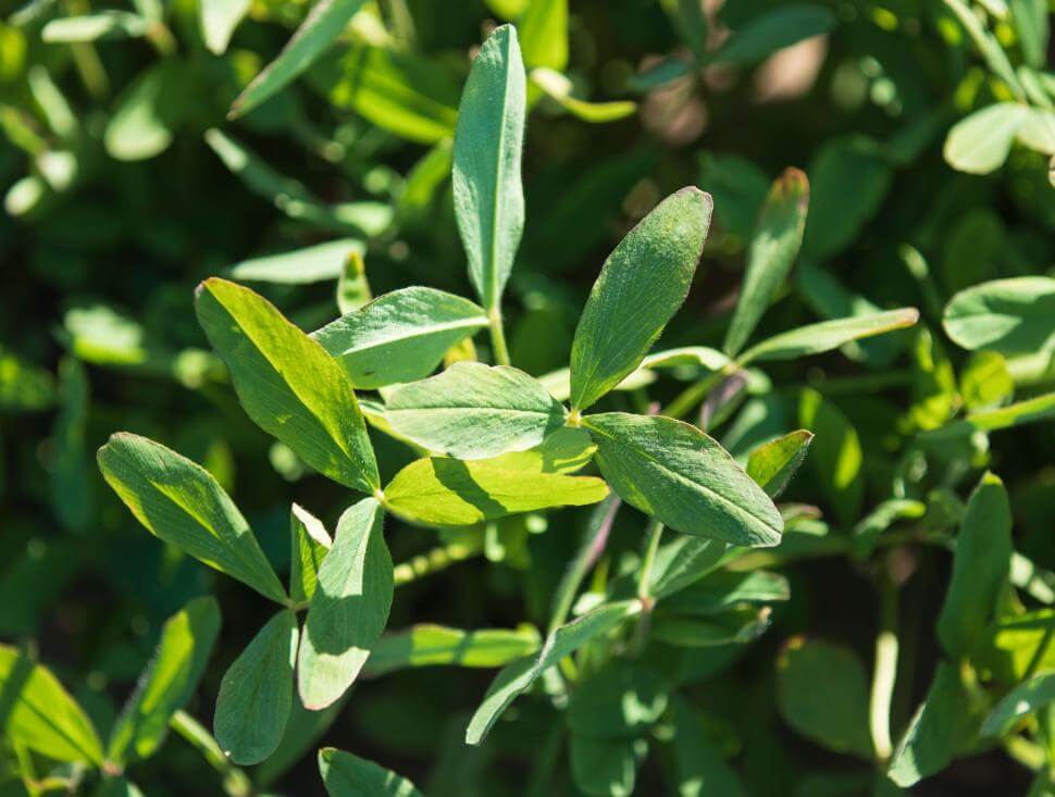 Lightning Berseem clover up close