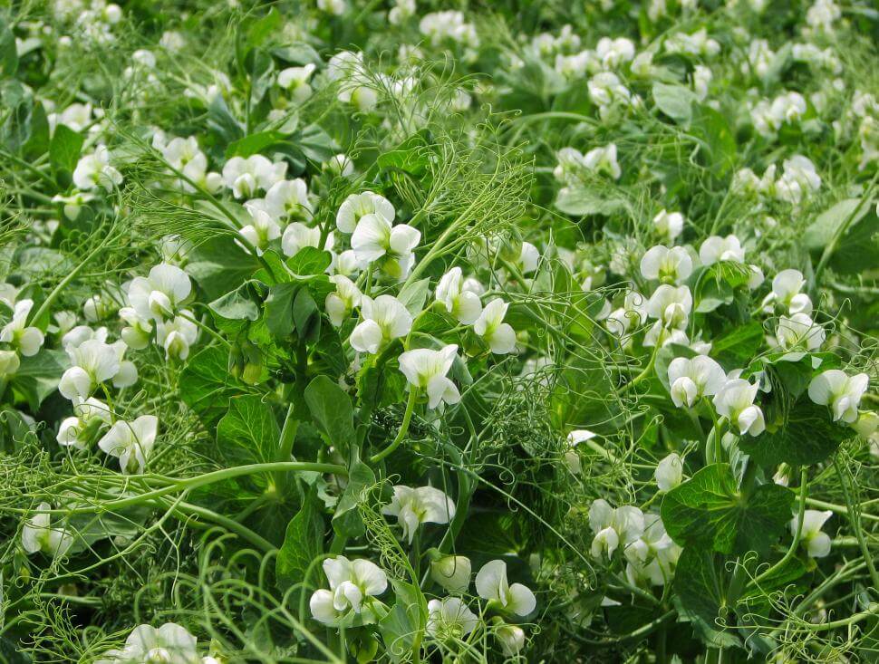 Winter pea plants in a field
