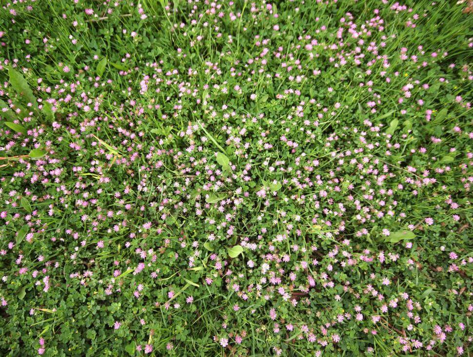 Persian clover