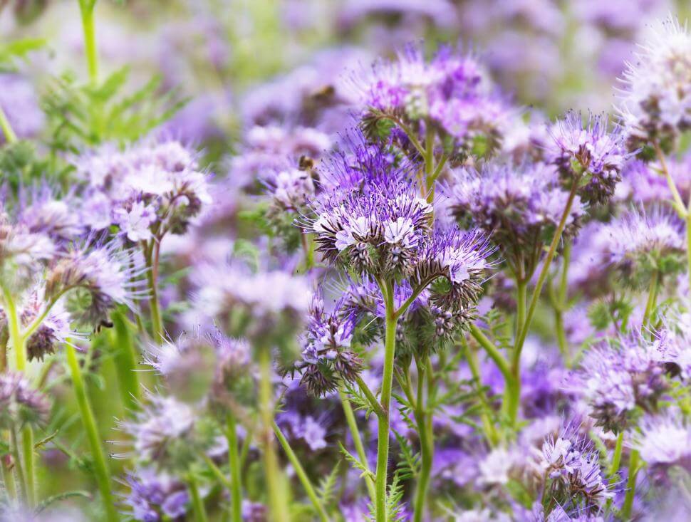 Phacelia flowers