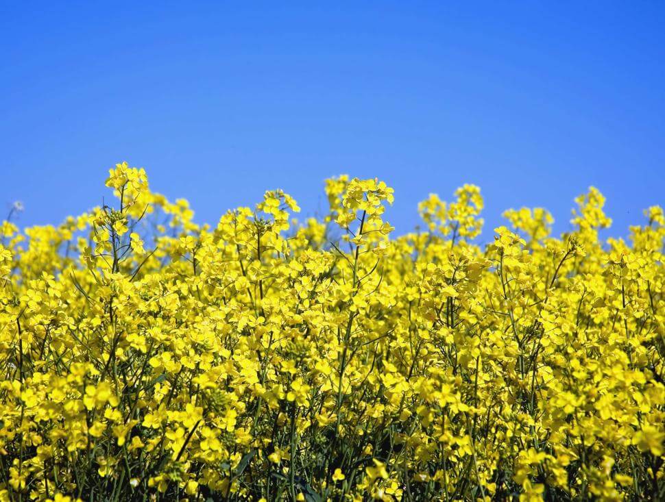 Rape plants in flower.