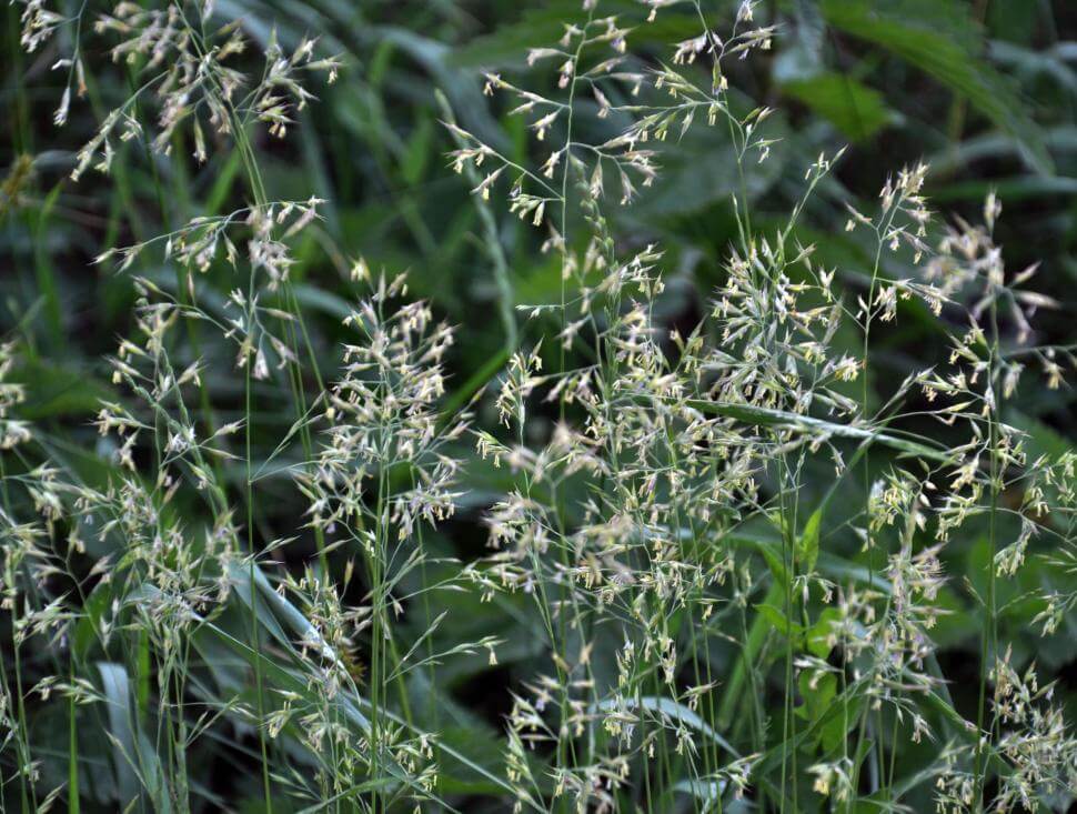 Smooth brome grass seedheads