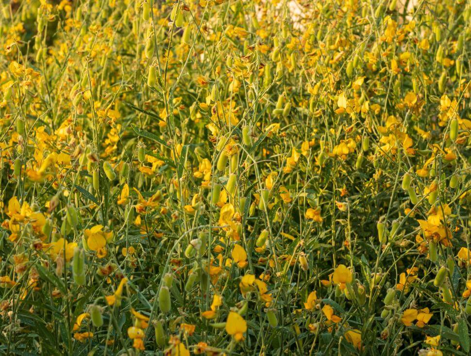 Sunn hemp plants in a field