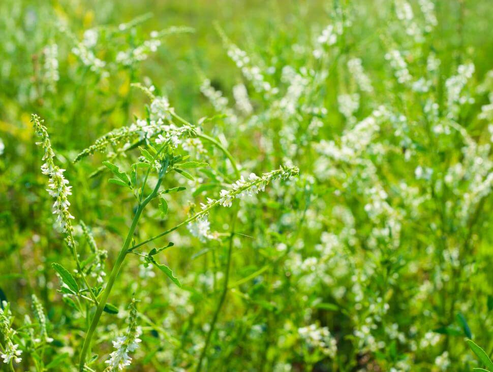 White blossom sweetclover