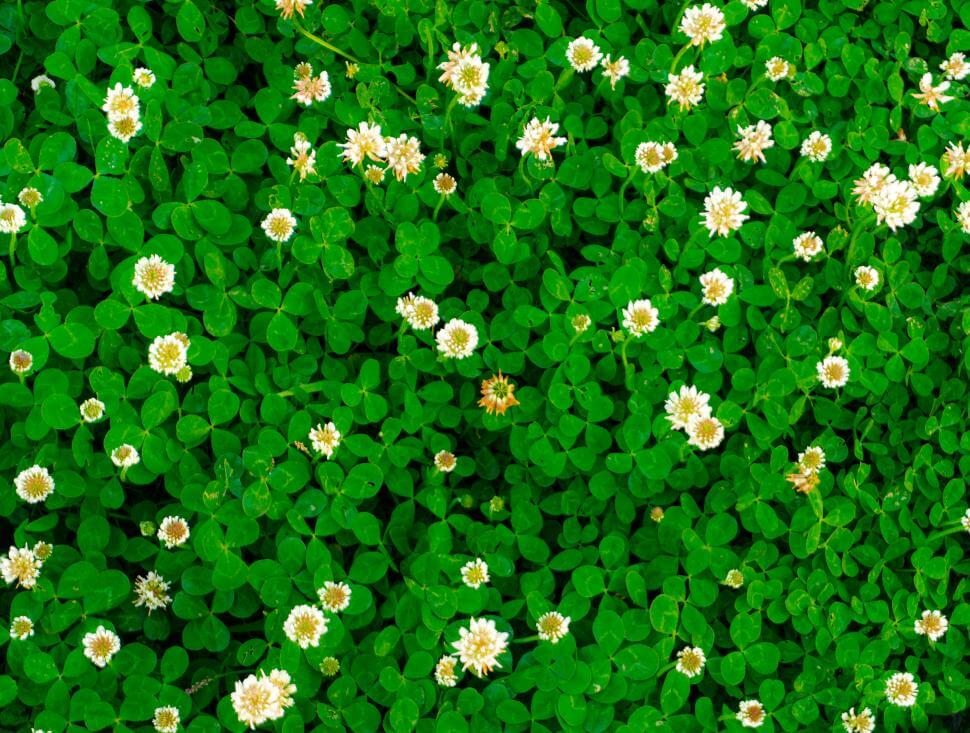 Dutch white clover in a field