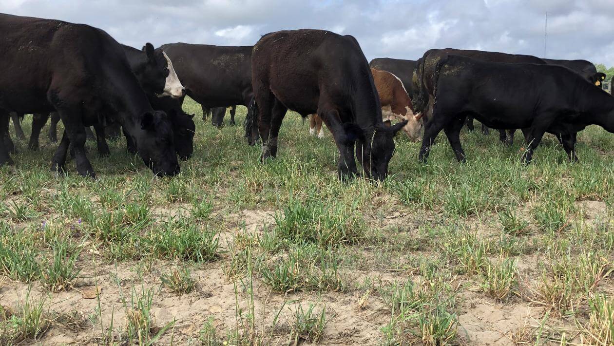 Cows grazing on sparse vegetation.