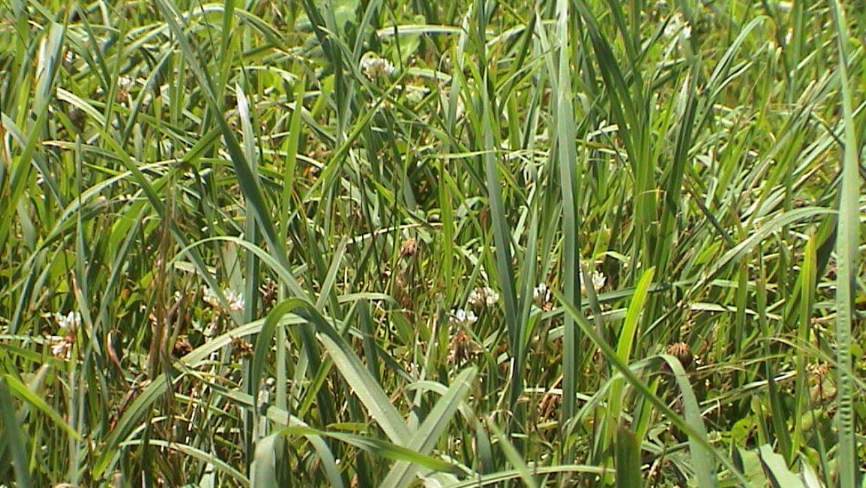 A closeup of tall green grass blades