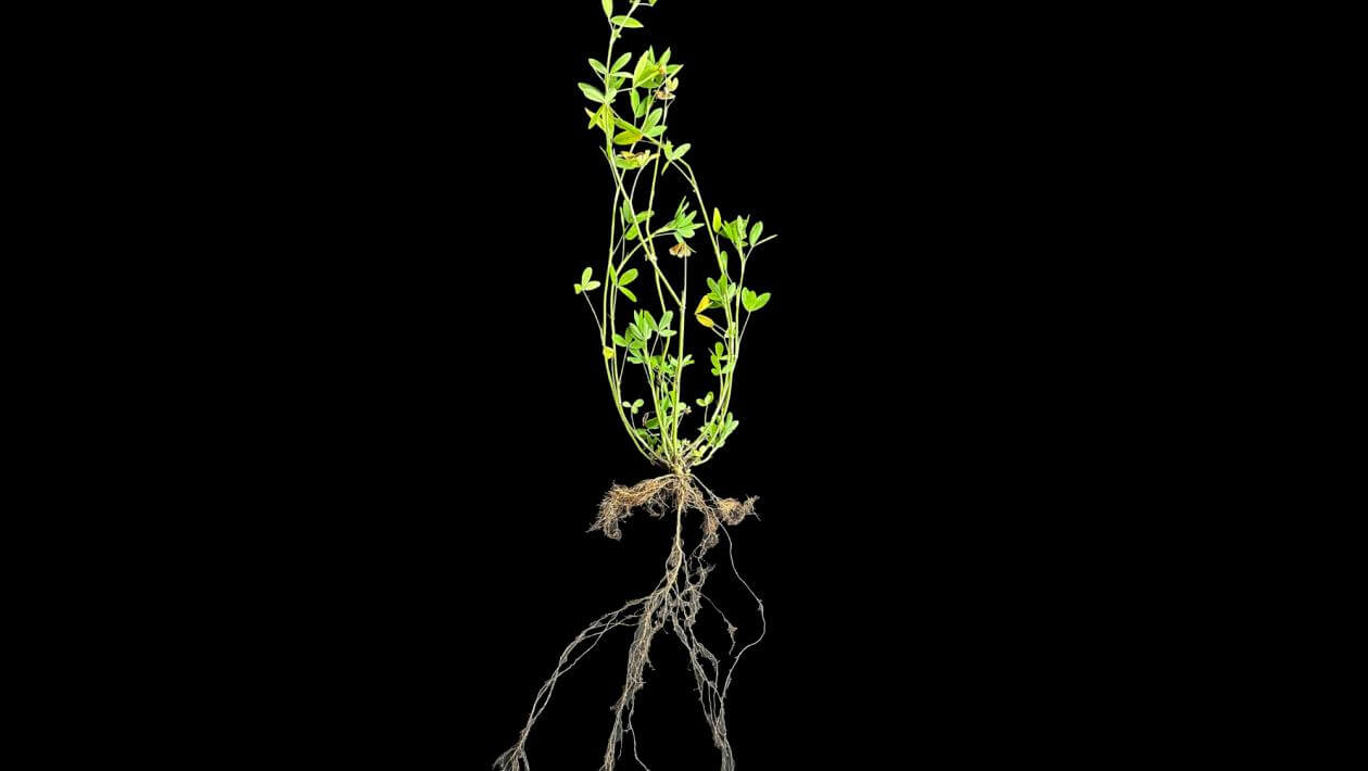 Balady 1 berssem clover plant on a black background, showing top growth and root structure. This plant is shown 130 days after planting. Its top growth is 24" and root growth is 18".