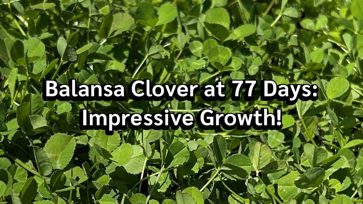 Clover in the background overlayed with text: Balansa Clover at 77 Days: Impressive Growth!