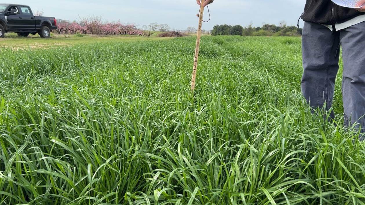 Baqueano in Clanton, AL | March 2024