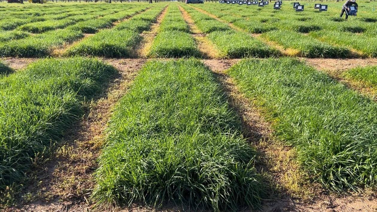 A field with various patches of vegetation.