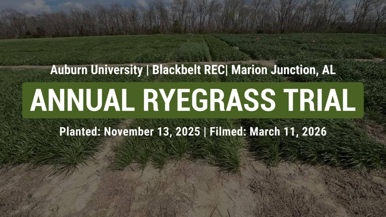 Annual ryegrass test plot at Auburn University’s Blackbelt Research and Extension Center in Marion Junction, Alabama, showing uniform green rows under a cloudy sky with leafless trees in the background; overlaid text notes planting on November 13, 2023 and filming on March 11, 2024