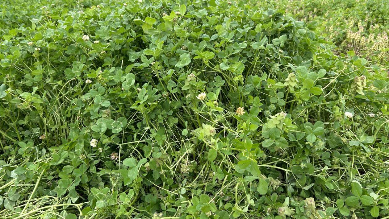 A field with various patches of vegetation.