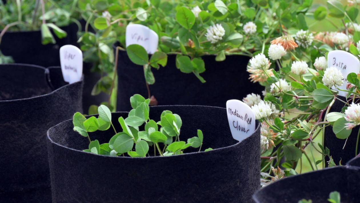 Close up photo of clover plants in pots.