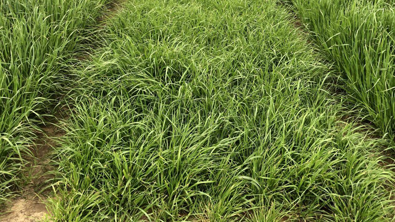 Dexter in Headland, AL | March 2022