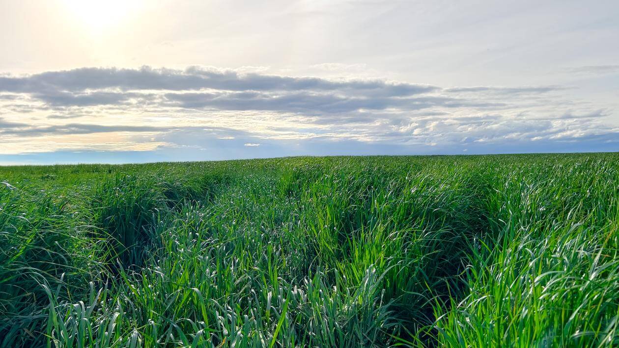 A field with various patches of vegetation.