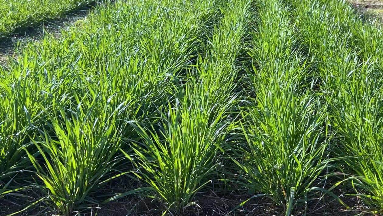 Ed in Crossville, AL - March 2024