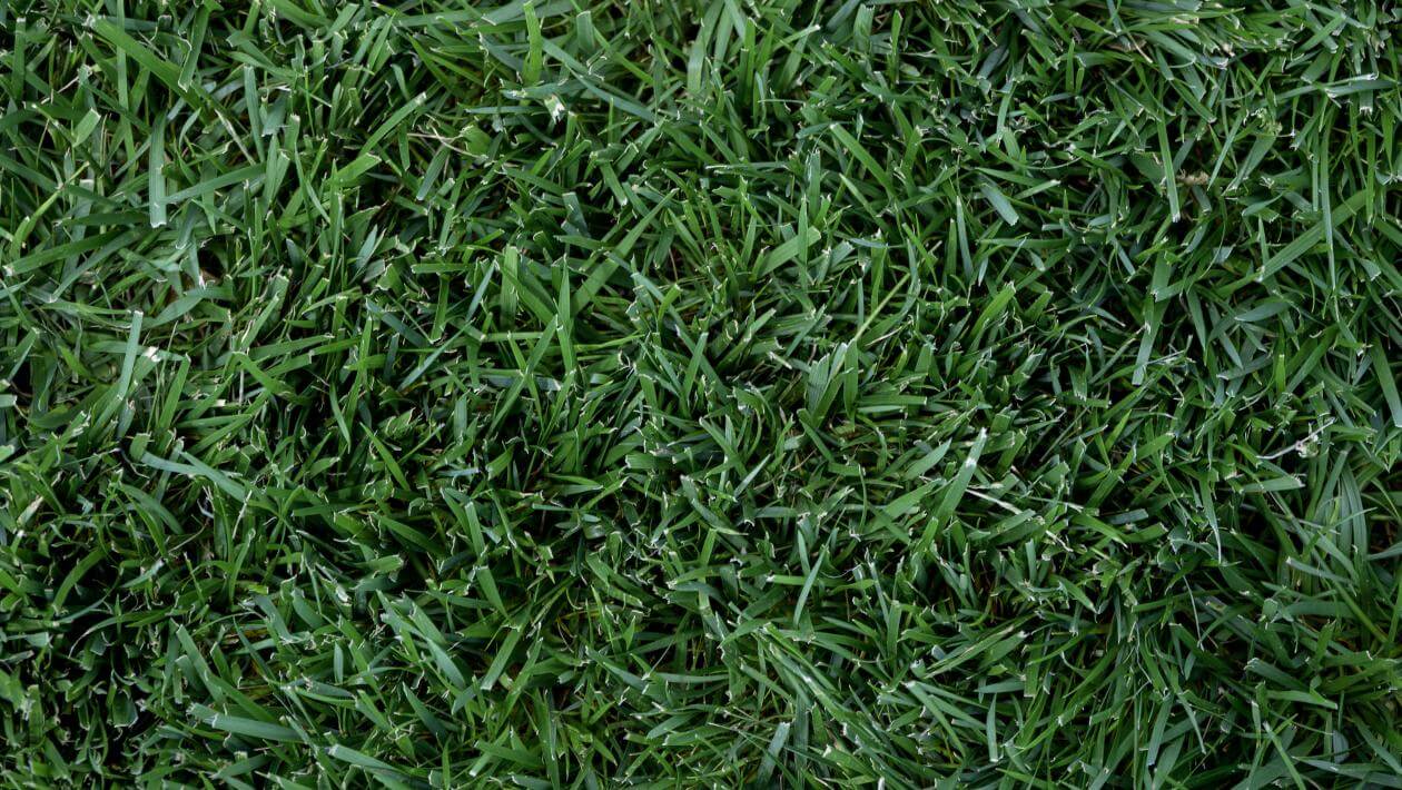 A patch of mowed grass.