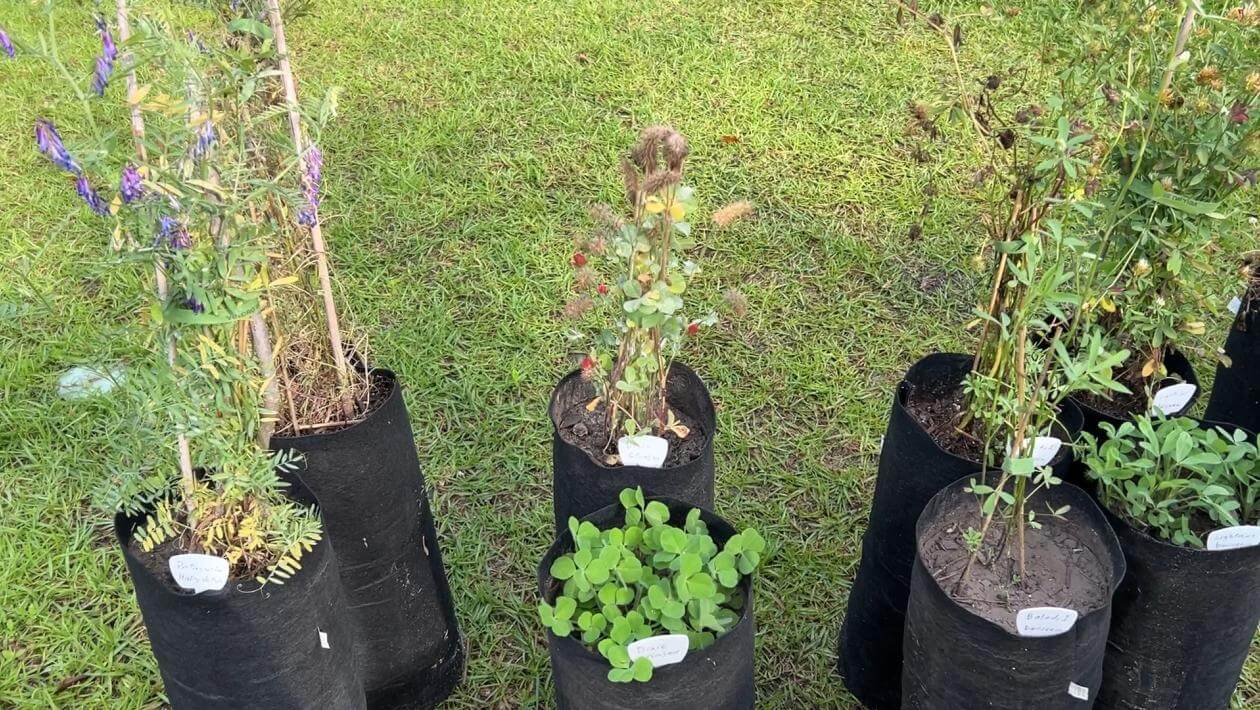 Several fabric pots with plants in them.