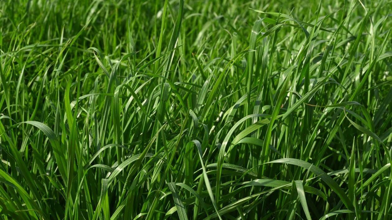 FrostProof Diploid Annual Ryegrass