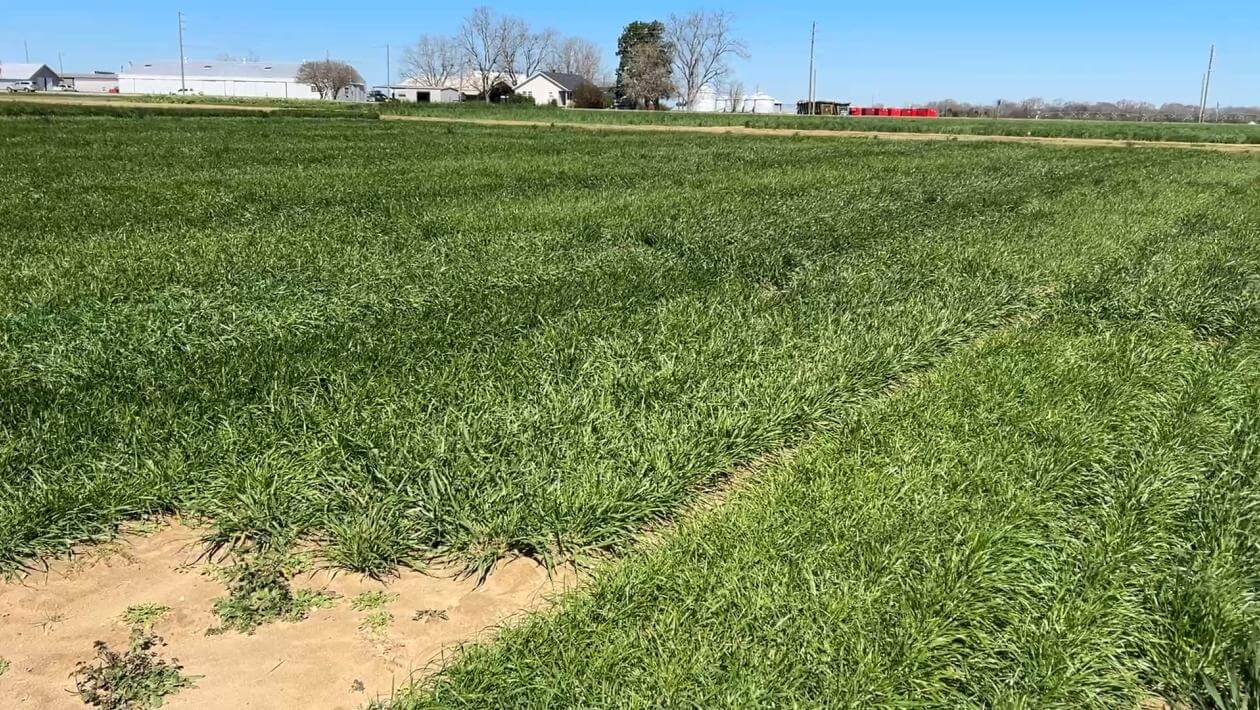 A field with various patches of vegetation.
