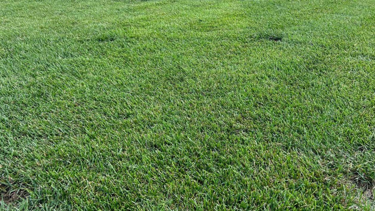 Isabel Kentucky Bluegrass in New Jersey