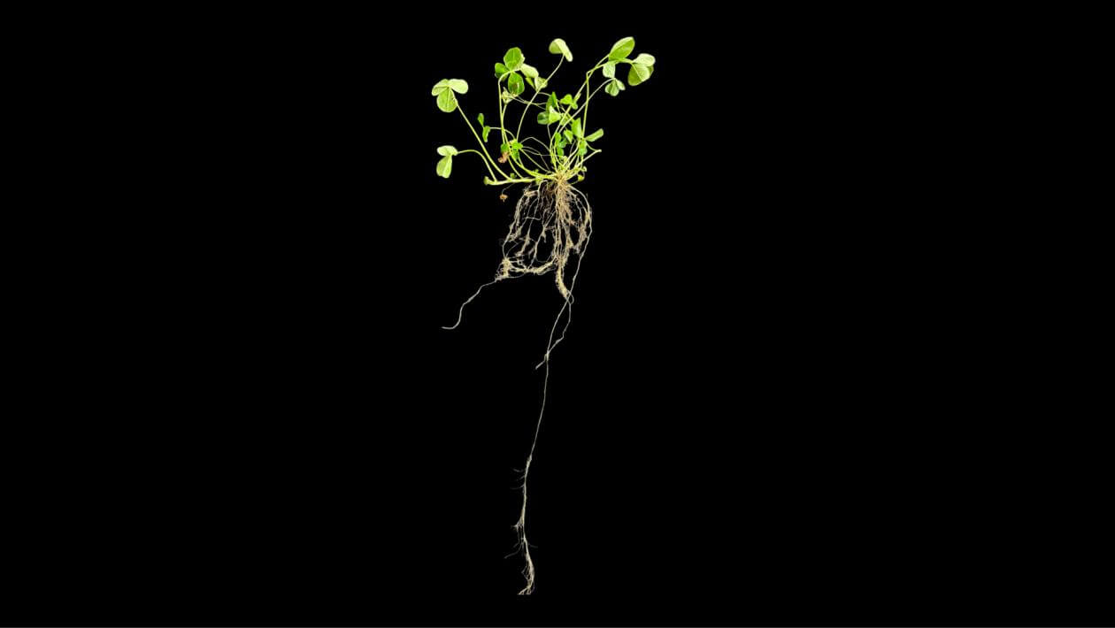 Marco Polo White Clover plant, 130 days after planting, showing the top growth and root structure.
